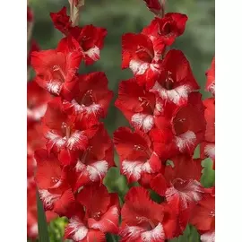 Гладиолус Бенгальский Огонь 1 уп. (3 шт.).