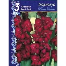 Гладиолус Блэк Джек 1 уп. (3 шт.)