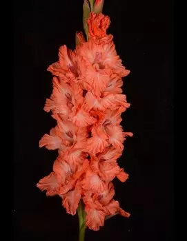 Гладиолус Дед Мороз 1 уп. (3 шт.)