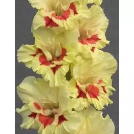 Гладиолус Доктор Ливси 1 уп. (3 шт.)