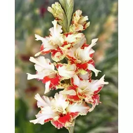 Гладиолус Дыхание Лета 1 уп. (3 шт.)