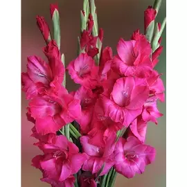 Гладиолус Ева Пьюксо 1 уп. (3 шт.).