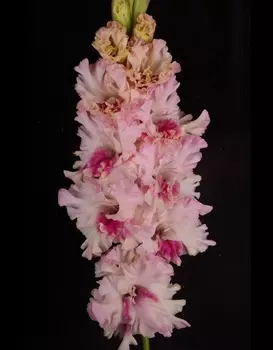 Гладиолус Фотография Души 1 уп. (3 шт.)