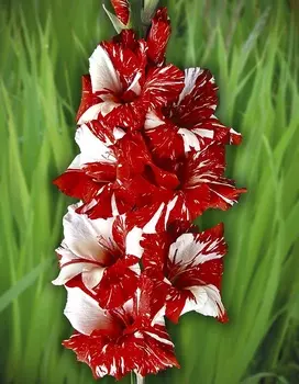 Гладиолус Гельветия 1 уп. (3 шт.)