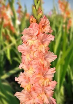 Гладиолус Графиня 1 уп. (3 шт.)