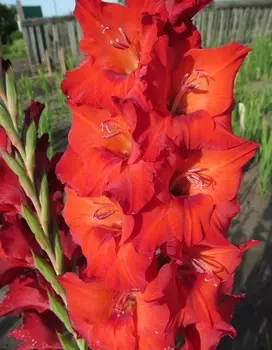 Гладиолус Хантинг Сонг 1 уп. (3 шт.).