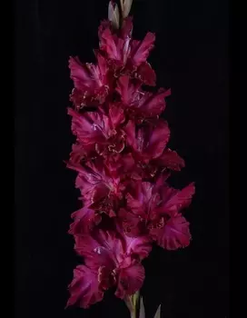 Гладиолус Школа Волшебства (И-12-33) 1 уп. (3 шт.)