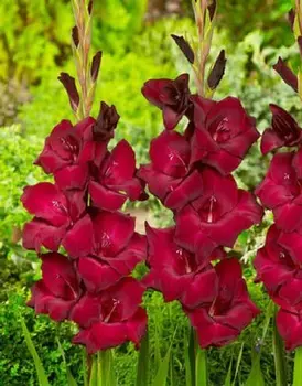 Гладиолус Эт Найт 1 шт (АКЦИЯ!)