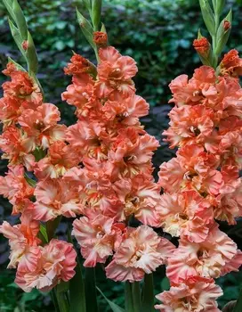 Гладиолус Календрь Раффл 1 уп. (3 шт.).