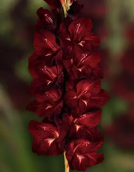 Гладиолус Кот Бегемот 1 уп. (3 шт.)