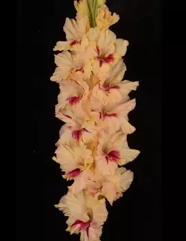 Гладиолус Лепота 1 уп. (3 шт.)