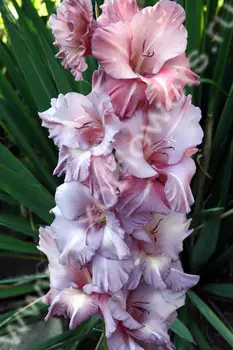 Гладиолус Люпус 1 уп. (3 шт.)