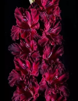 Гладиолус Марк Захаров 1 уп. (3 шт.)