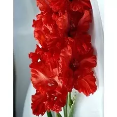 Гладиолус Маскагни 1 уп. (3 шт.).