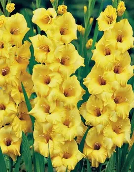 Гладиолус Нова Люкс 1 уп. (3 шт.)