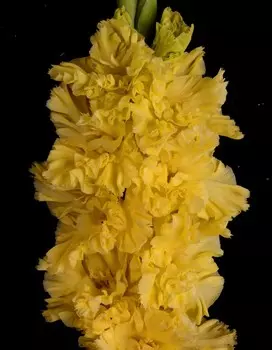 Гладиолус Одуванчик 1 уп. (3 шт.)