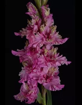 Гладиолус Подводный Мир 1 уп. (3 шт.)