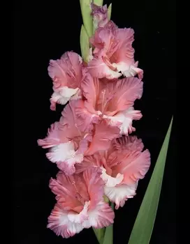 Гладиолус Портрет Незнакомки 1 уп. (3 шт.)