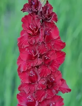 Гладиолус Редженси 1 уп. (3 шт.)