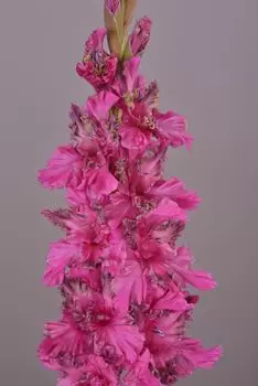 Гладиолус Сумерки 1 уп. (3 шт.)