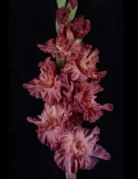 Гладиолус Сумерки в Пустыне 1 уп. (3 шт.)