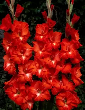 Гладиолус Трейдерхорн 1 уп. (3 шт.)