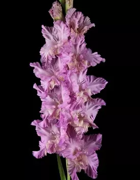 Гладиолус В-15-459-А 1 уп. (3 шт.)