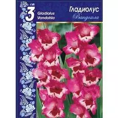 Гладиолус Вандохла 1 уп. (3 шт.).