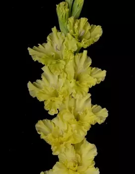 Гладиолус Зеленые человечки 1 уп. (3 шт.)