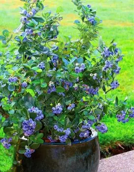 Голубика Река 1 шт