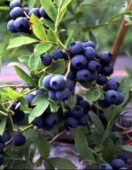 Голубика среднерослая Айно 1 шт