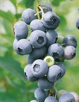 Голубика высокорослая Сиерра 1 шт