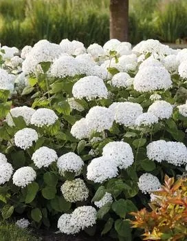 Гортензия древовидная Анабель 1 шт Р9