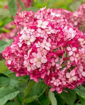 Гортензия древовидная Руби Анабель 1 шт Р9