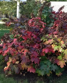 Гортензия дуболистная Бургунди 1 шт Р9