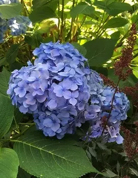 Гортензия крупнолистная Блю вейв 1 шт Р9