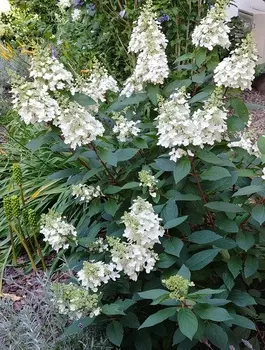 Гортензия метельчатая Грэйт Эскейп 1 шт Р9