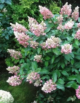 Гортензия метельчатая Эрли Харри 1 шт Р9