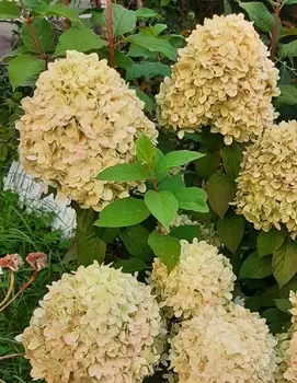 Гортензия метельчатая Коттон Крем 1 шт Р9