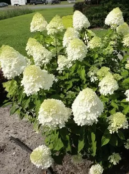 Гортензия метельчатая Литтл Лайм 1шт Р9