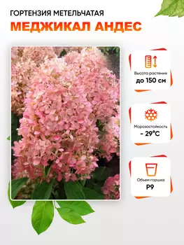 Гортензия метельчатая Меджикал Андес 1 шт Р9
