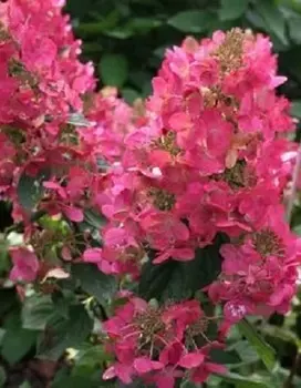 Гортензия метельчатая Мега Минди 1 шт Р9