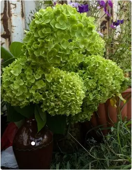 Гортензия метельчатая Пантера 1 шт Р9