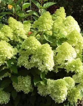 Гортензия метельчатая Пантонелла 1 шт Р9