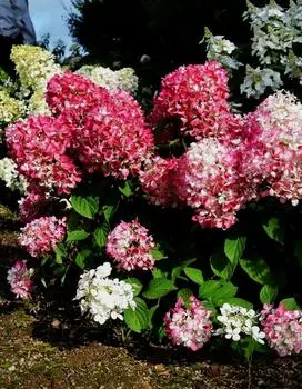 Гортензия метельчатая Пинк Перфект 1 шт Р9