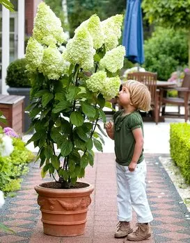 Гортензия метельчатая Полар Бир 1 шт Р9