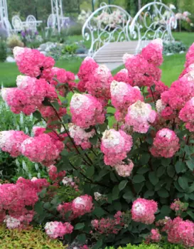 Гортензия метельчатая Тач оф Пинк 1 шт Р9