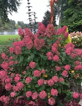 Гортензия метельчатая Вимс Ред 1 шт Р9