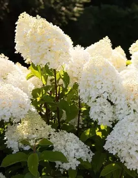 Гортензия метельчатая Шугар Раш 1 шт Р9