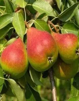 Груша Брянский сувенир 1шт